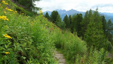 Alpine Garden at Mt. Patscherkofel