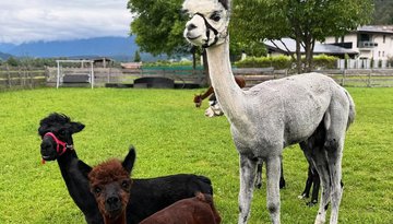 Yoga with the alpacas at the Oettlhof