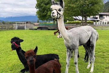 Yoga with the alpacas at the Oettlhof