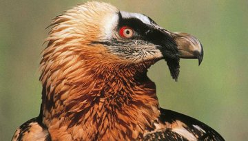 Alpenzoo