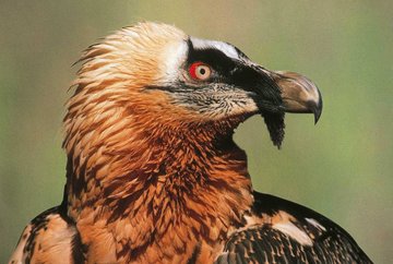 Alpenzoo