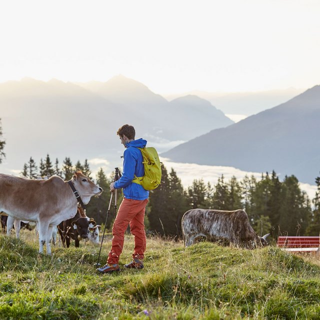 I pascoli alpini non sono uno zoo con animali da accarezzare e le mucche non sono animali da coccolare
