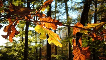Stams oak forest, a natural monument