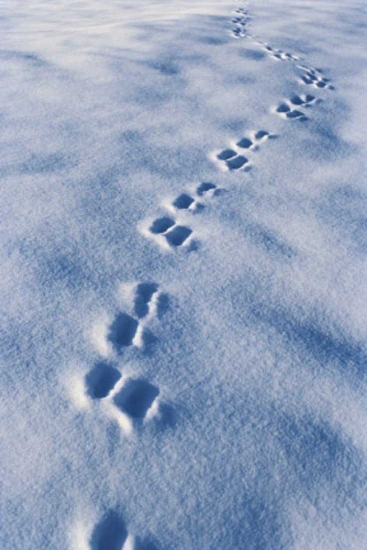 Spuren im Schnee