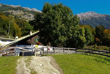 Arzler Alm (505)