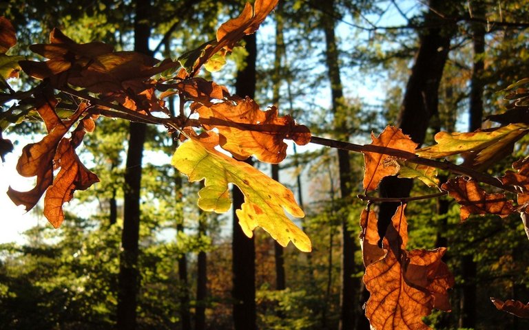 Waldbaden unter Eichen