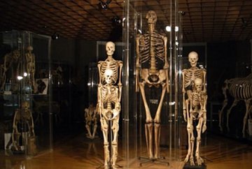 Museo anatómico de Innsbruck