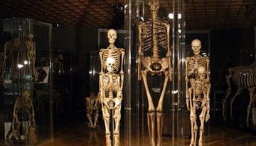 Anatomisches Museum Innsbruck