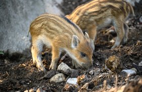Frühlingserwachen im Alpenzoo
