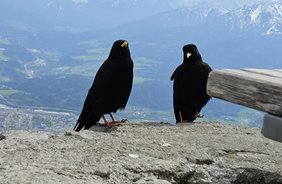 Der Tanz der Alpendohlen