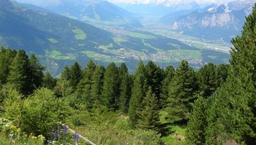 Alpine Garden at Mt. Patscherkofel