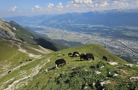 Sommerfrische der Schafe – Wanderung am Goetheweg