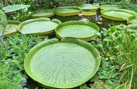 La nostra casa di palme, una foresta pluviale esotica