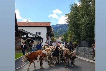 Cattle drive down from the mountains