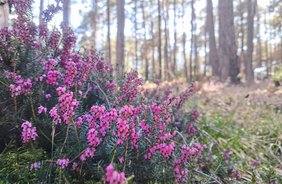 Wandern im Frühling: alles rosa!