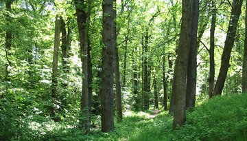 Stams oak forest, a natural monument