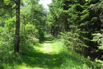 Mixed woodland around Rauschbrunnen and Höttinger Bild
