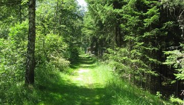 Mixed woodland around Rauschbrunnen and Höttinger Bild