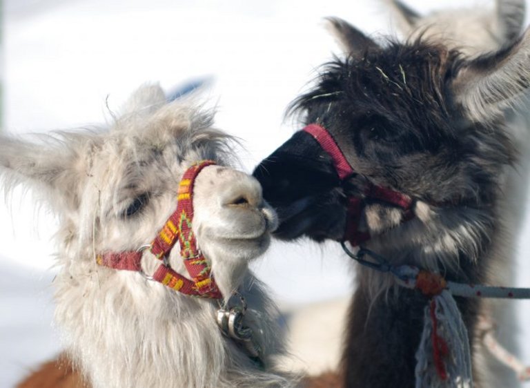 La randonnée avec des lamas : une rencontre insolite