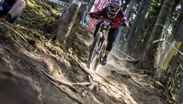 The Wild One