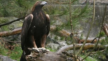 Alpenzoo