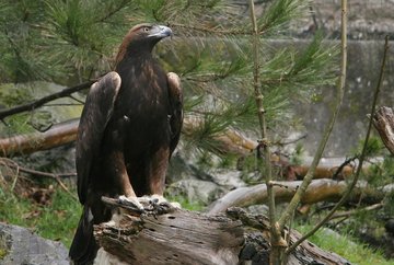 Alpenzoo