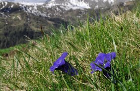 Es blüht so schön, wenn die Alpenblumen blühen