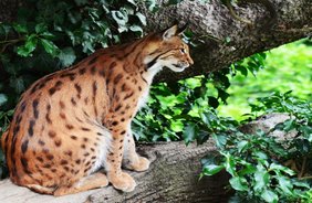 Alpenzoo- un’ avventura tutta da vivere
