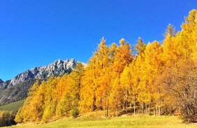 Avvolto nell’oro: Autunno sull’altopiano del Mieminger
