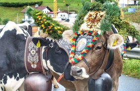 Rund um die Alm: tierische Bräuche und Traditionen