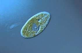 Das ‚mikroVERSUM Zirl‘ und seine fantastische Welt der Mikroben