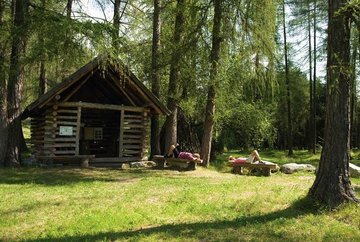 Lärchenwald am Obsteiger Larchsteig