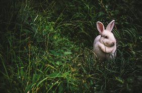 Acht Osterbräuche in Innsbruck, die man kennen sollte