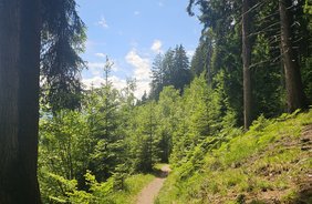Wanderung in Stadtnähe: Arzler bis Umbrüggler Alm