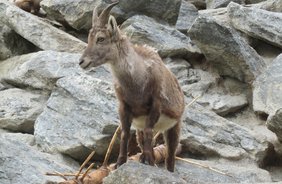 Con i bambini alla scoperta dell’ Alpenzoo, il parco faunistico di Innsbruck