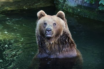 Alpenzoo