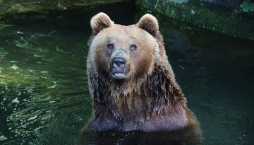 Alpenzoo