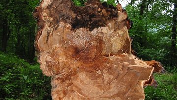 Naturdenkmal Stamser Eichenwald