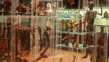 Anatomisches Museum Innsbruck